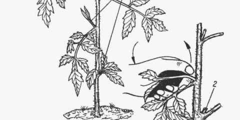 Kako pravilno štipati paradajz i šta će se desiti ako ne postanu